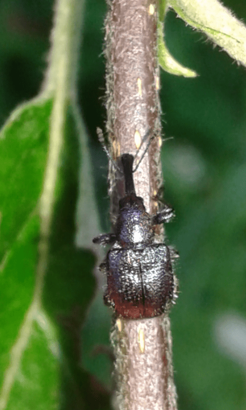 Rhynchites bacchus (Rhynchitidae)? S